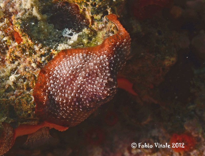 Schizobrachiella sanguinea